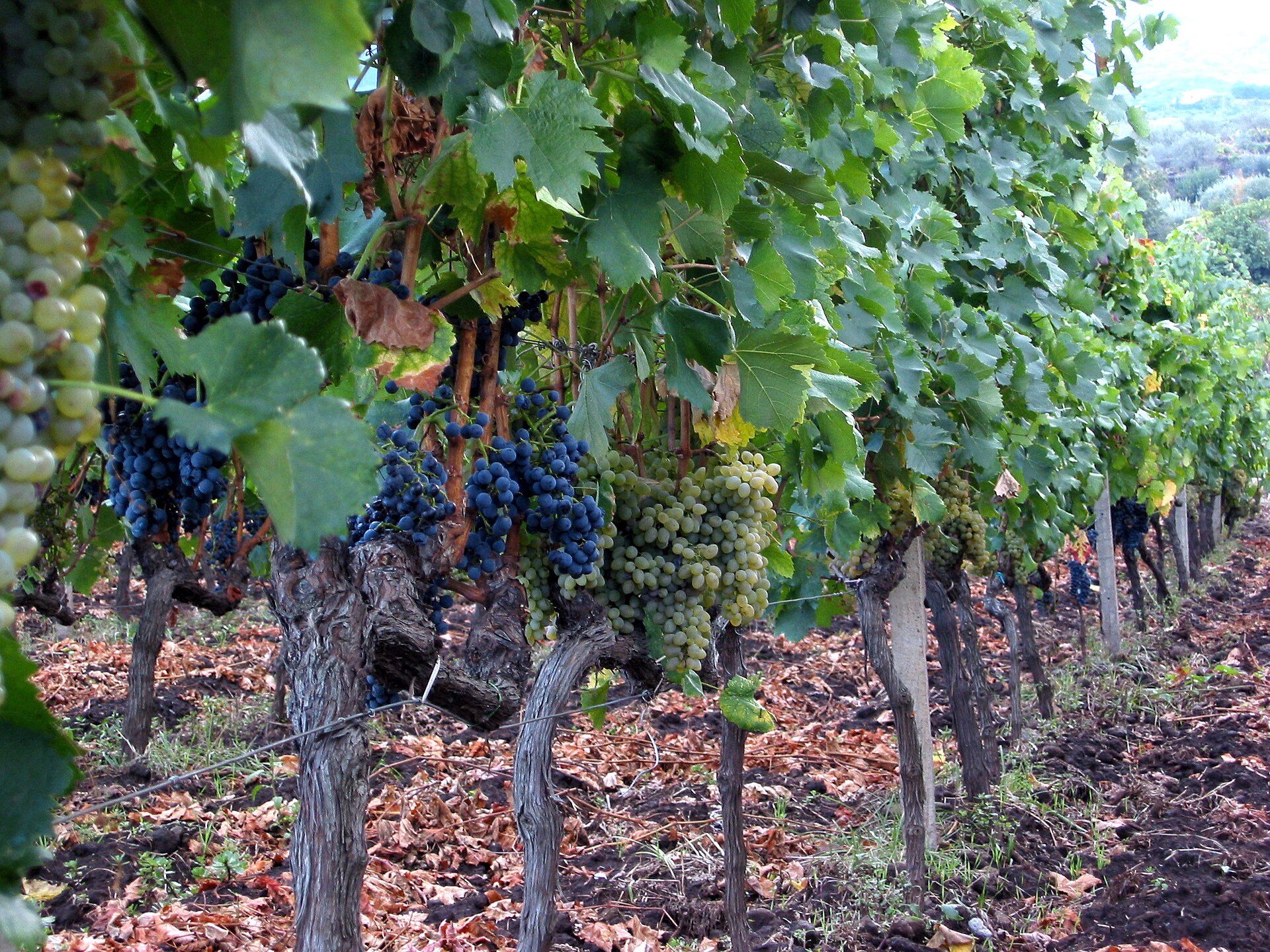 Etna DOC vineyard terraces on the volcanic slopes of Sicily
